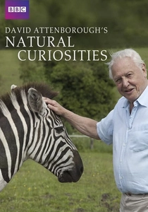 David Attenborough's Natural Curiosities (2013)