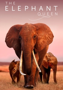 The Elephant Queen (2019)