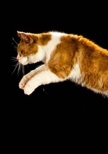The Story of Cats (2016)